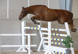 60 m hästar ur sina första årgångar. Jannamie is out of one of the most powerful mare lines in Holland; the Dermie mare line, a producer of several approved stallions and horses competing at 1.