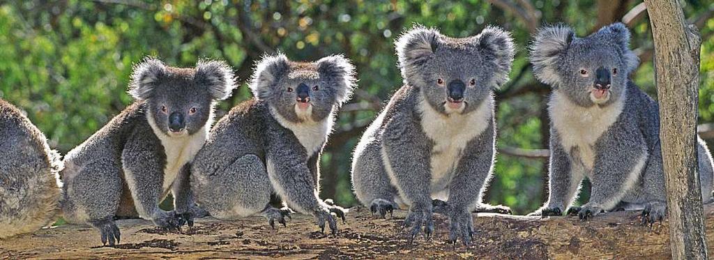 Australien och Nya Zeeland Detta är resan för dig som vill uppleva det bästa av Australien och Nya Zeeland. I Australien blir det gott om tid i Sydney med det vackra operahuset.