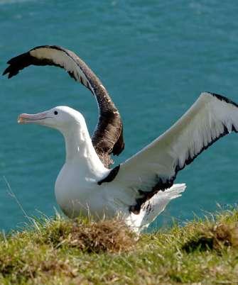 Hotell: Distinction Dunedin, middag Dag 6 Dunedin - Albatrosser Torsdag 7 februari Vi startar dagen med en stadsrundtur för att sedan bege oss längst kusten till den vackra trädgården Glenfalloch.