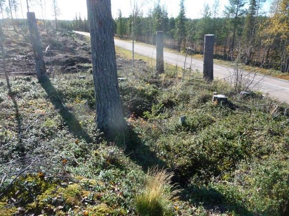 21 RAÄ Tärendö 150:1 Naturbildning och tjärdal Naturbildning och övrig kulturhistorisk lämning och är kantskadad av befintligt vägområde. Se bild 2.