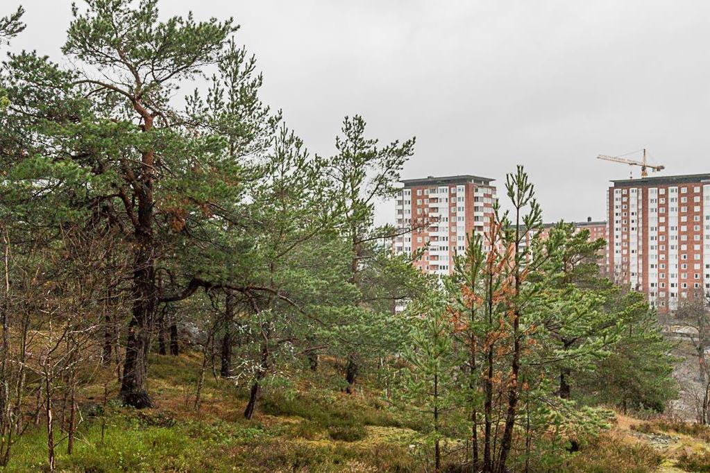 2. Skog och träd Areal: 1,6 ha Tidigare inventering: Fasth (2013) Biotopvärde: påtagligt (biotopkvalitet) Artvärde: påtagligt (rödlistade arter) Naturvårdsarter: tallticka (NT), ekticka (NT), Ask