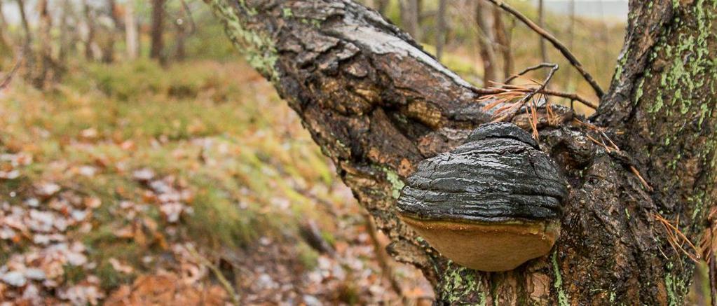 robustus som påträffades på tre ekar i naturvärdesobjekt 3 och ask fraxinus excelsior som påträffades både i naturvärdesobjekt 1 och 2, se figur 6 och tabell 3. Tabell 3.