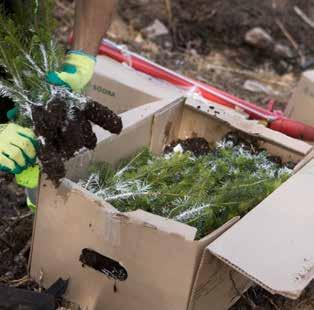 Kom därför ihåg att beställa hem plantorna en vecka innan du har tänkt plantera så att de hinner tina. På hösten levereras alla plantorna kylda och de bör därför planteras direkt efter leverans.