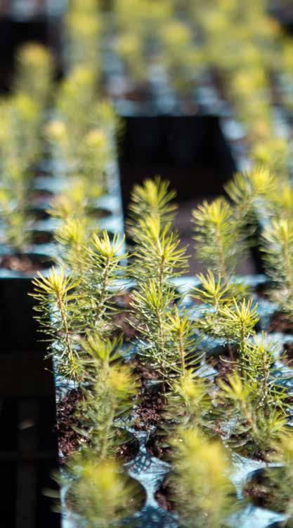 Söregärde och Hosaby plantager som börjat leverera frön till nya plantor Nytt för i år är att vi i begränsad omfattning kan erbjuda plantor från fröplantagerna Söregärde och Hosaby.