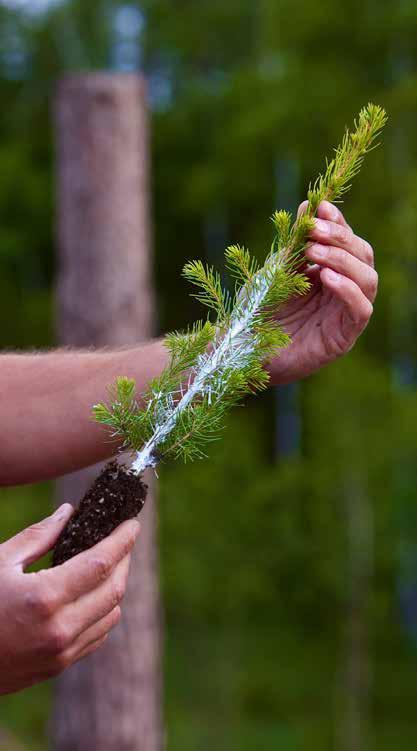 Cambiguard marknadens bästa mekaniska snytbaggeskydd Snytbaggen är en av skogsbrukets mest kostsamma skadegörare eftersom den äter av barken på nyplanterade barrplantor.