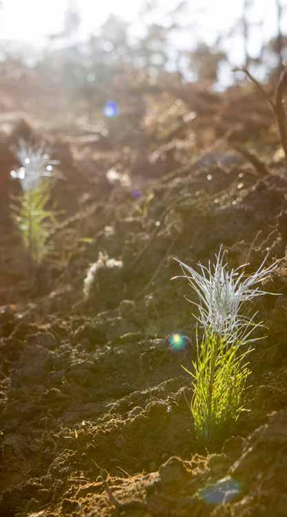 Höstplantera tillsammans med Södra Att plantera i början av hösten är lika bra eller till och med bättre än på våren.