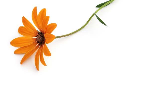 VERKSAMHET MEDARBETARE ÅRETS MEDARBETARE FÅR ANDRA ATT BLOMMA JUKKA-PEKKA FALENIUS Bor: Helsingfors, Finland Ålder: 37 år Anställd på Coor sedan: 2014 Arbetsuppgifter: Utbildad trädgårdsmästare, idag