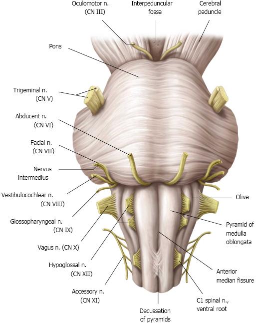 n. vestibulocochleạris (VIII) Innerverar sensoriskt vestibulum och cochlea, d.v.s. hörsel och balansorganen. (a.k.a. hörselnerven) Går ut ur hjärnan vid pons bakre kant, invid (ovanför) n. facialis.