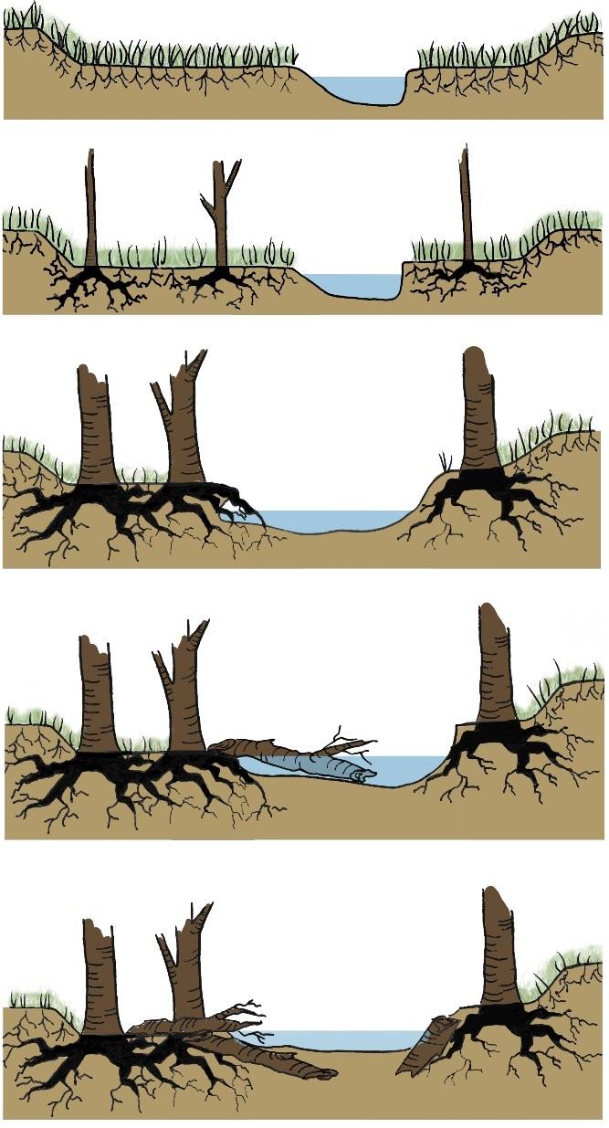 När hävden upphör etableras träd som skuggar och konkurrerar ut gräset. Under successionen sker mycket stranderosion och översvämningsfrekvensen minskar eftersom tvärsektionen blir större.