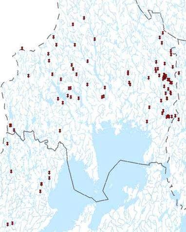 Är illegala utsättningar ett allvarligt problem?