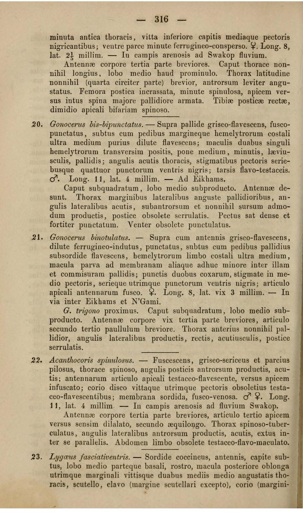 316 minuta antica tboraris, vitta inferiore capitis mediaque pectoris nigricantibus; veutre parce minute ferrugineo-consperso. ~. Long.. 8, lat. 2! 1nillim. Iu carnpis areuosis ad s,vakop fluvium.