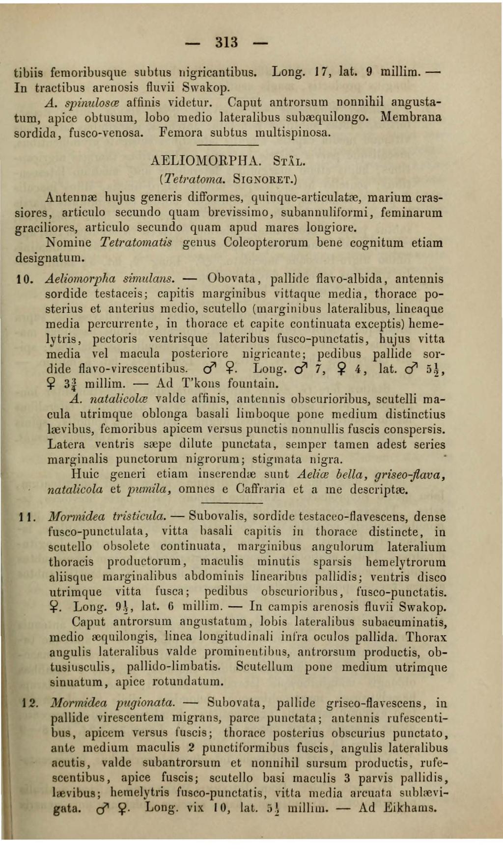 313 tibiis femoribusque su btus uigricantibus. Lang. 11, lat. 9 millim. - In tractibus arenosis fluvii 8\"\rakop. A. S]JinulosCE affinis videtu1'.