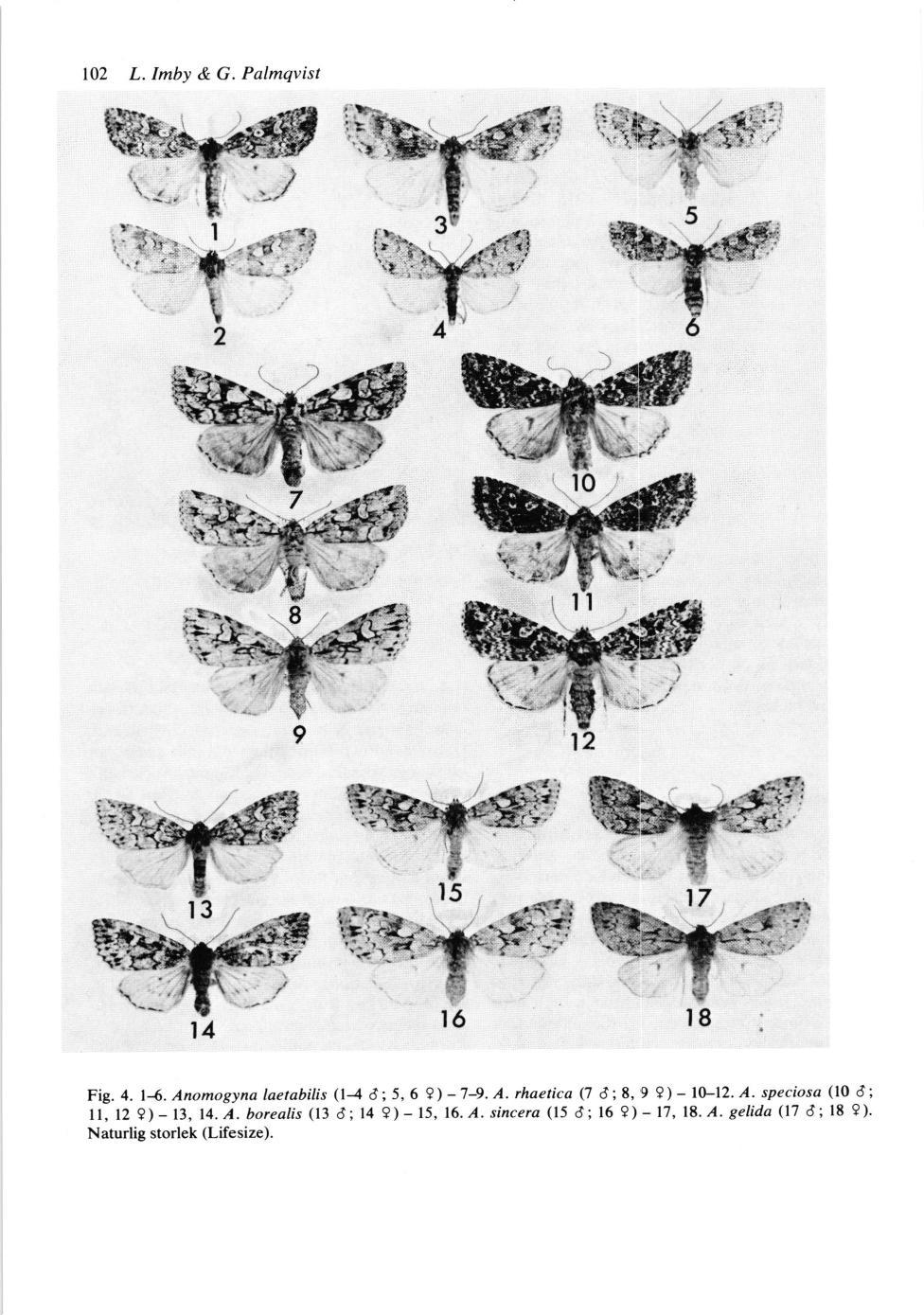 Fig.4. l{. Anomogynalaetabilis (l-4d;5,6 9)-7-9.A.rhaetica(7 6i8,9 9)-lLlz.A.speciosa(106; ll, 12 9) -ll,14.a.borealis (13 6; 14 9)-15, 16.