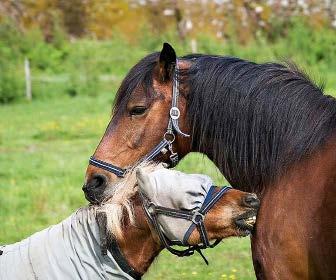 Stallträffar Till hösten drar stallträffarna på stall Vinterholm, igång igen. Ett roligt ställe mellan Väne Åsaka och Upphärad, fyllt med hästar, kompisar och annat kul!