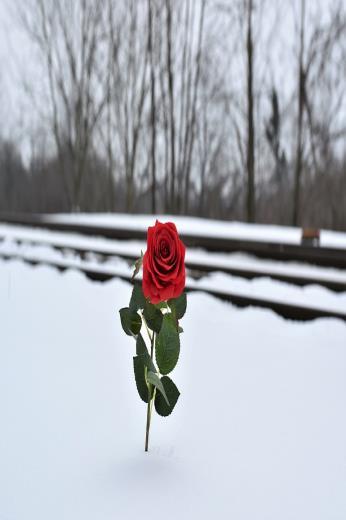 Rapport om suicid Kartläggning av självskadebeteende, suicidförsök, suicid och annan dödlighet bland ensamkommande barn och unga av Hagström, Hollander, Mittendorfer-Rutz 2017 gav SOS i uppdrag till