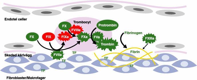 Blodkoagulationen: samspel mellan