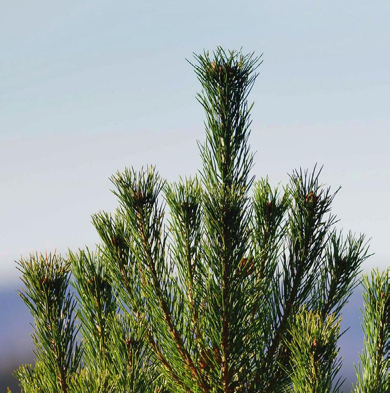 Se skogen och pengarna växa När din skog har växt färdigt och är mogen, avverka den