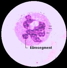 Neutrofil segmentkärning g.
