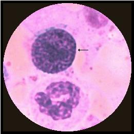 , oval K: rund/njurformad, svagt perifer C: ofärgad med mörka olikstora granula D: 10-16 μm K: lätt böjd, perifer C: ofärgad med mörka