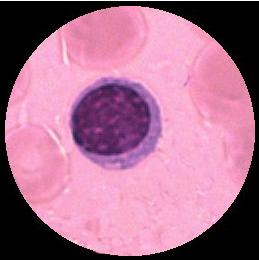 Hemocytoblast ojämn kontur Lymfocyt K: uppfyller det mesta av cellen, rund med invagination C: Basofil, små azurfila granula D: 9-12 μm F = form Plasmacell K = kärna C =