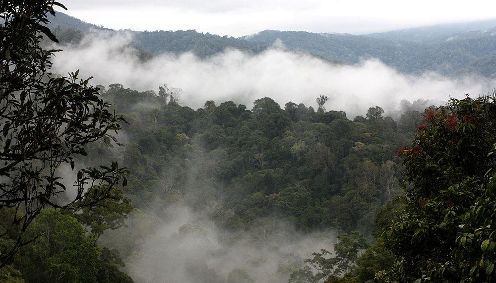 Tapan Road, Kerinci Sebalat NP. Foto: Göran Pettersson även visade sig en stund. Sammanlagt 2 par Wreathed Hornbill svischade förbi. Häftiga fåglar!