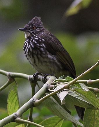 142. Yellow-vented Bulbul Pycnonotus goiavier 4 ex Kerinci Sebalat NP 17/8, 2 ex längs vägen till Padang 23/8 samt 3 ex Muara Angke 24/8.