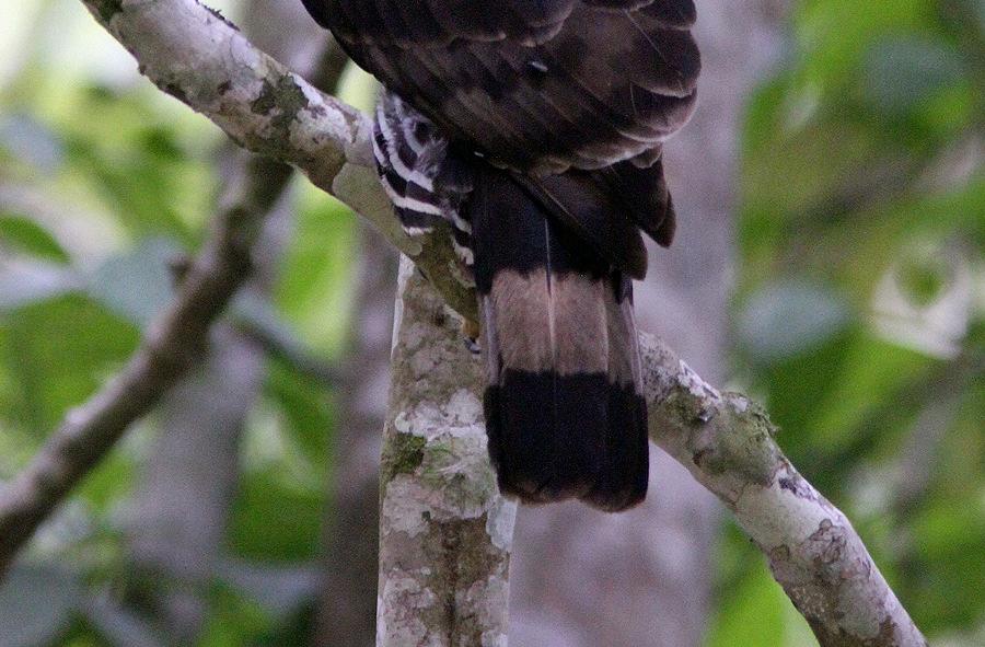 Vi nådde inte den sumpskogen vi hoppats på då de övervuxna våtmarkerna spärrade vår väg. Det blev en del spännande fåglar i alla fall, bl.a. Black Eagle som svävade mot vinden längs bergssidan, 3 Pacific Black Duck kändes bra då arten är fåtalig på Sumatra.