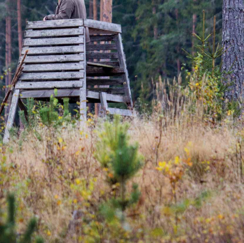 6Uppnå balans mellan skog och vilt MÅL I de småländska skogarna råder balans mellan skog och vilt eftersom myndigheter, markägare och jägare tar gemensamt ansvar för att förstå och agera i enlighet