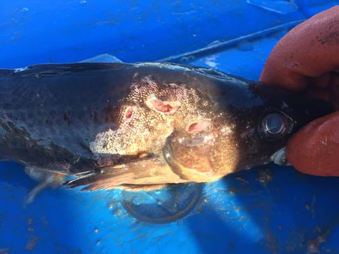 (figur 8). Vid videoanalysen kunde ses säl i anslutning till buren med död torsk under dag två. Fisken hade dött under natt mellan dag ett och två.