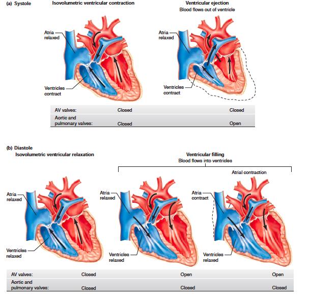 2014%04%21 VadkanmansepåEKG? Visardeelektriskaimpulsernasspridningöver hjärtmuskeln Rytm Frekvens Impulsursprung Impulsspridning Hjärtatsväggtjocklek Expådiagnoser:hjär.