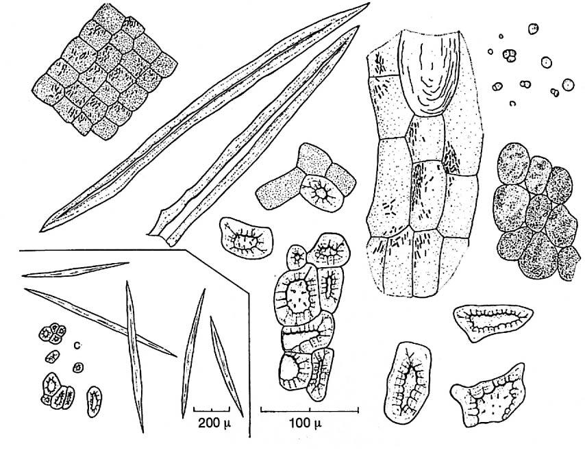 12. Kanelbark, Cinnamomum cortex, Cinnamomum zeylanicum a d f b c e a. Celler från märgstrålarna med små nålformade kristaller (rafider), brunaktigt; vanliga och karakteristiska element. b. Fibrer* och delar av trasiga fibrer, gulaktiga; väldigt vanliga och karakteristiska.