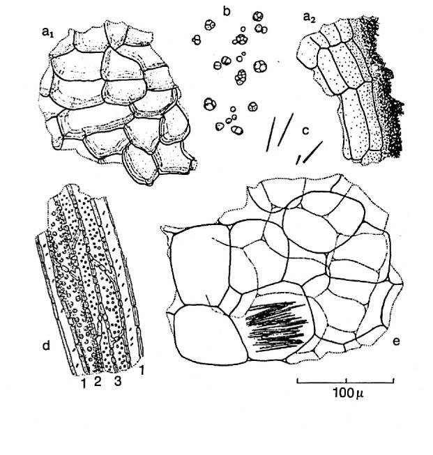 13. Kräkrot, Ipecacuanha radix, Cephaelis acuminata a. Delar av korkvävnad, brunaktigt; ej vanligt och mindre karakteristiskt. b. Stärkelsekorn; vanliga och karakteristiska. c.