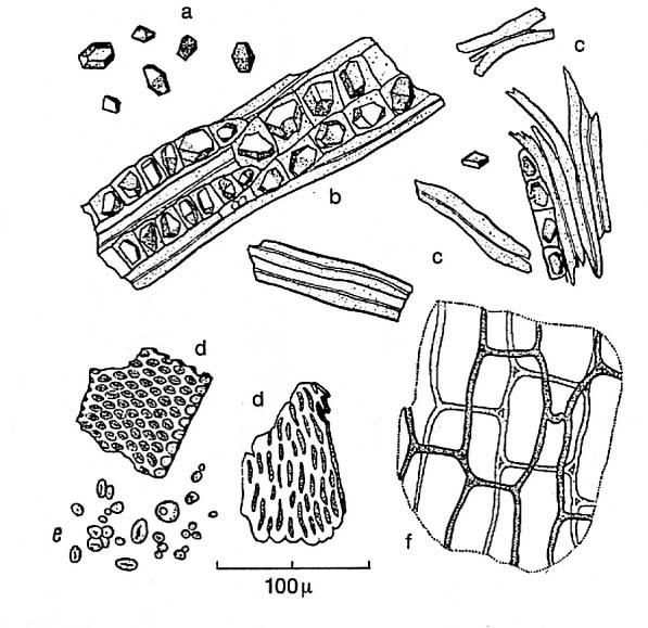 14. Lakritsrot, Liquiritiae radix, Glycyrrhiza glabra a) Kalciumoxalat i form av enkelkristaller*, samlade i kristallkammarceller*; väldigt vanliga och karakteristiska.