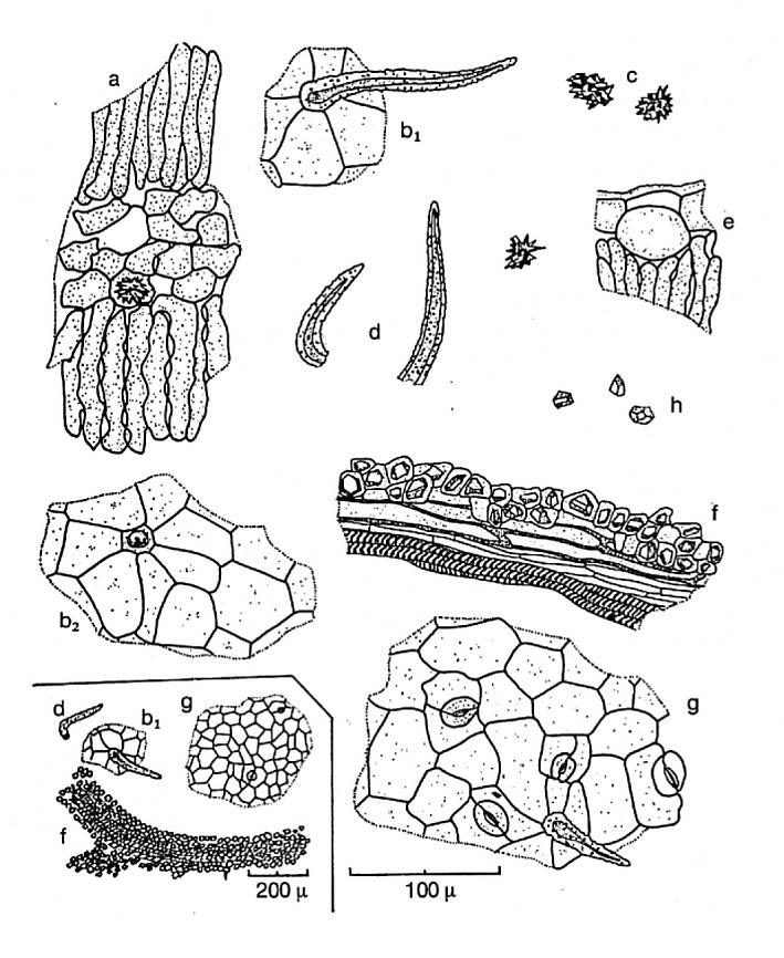 16. Senna-blad, Sennae folium, Cassia senna a) Bladfragment i tvärsnitt. b) Bitar av bladets yta med epidermisceller, hår, stomata; vanliga och karakteristiska.