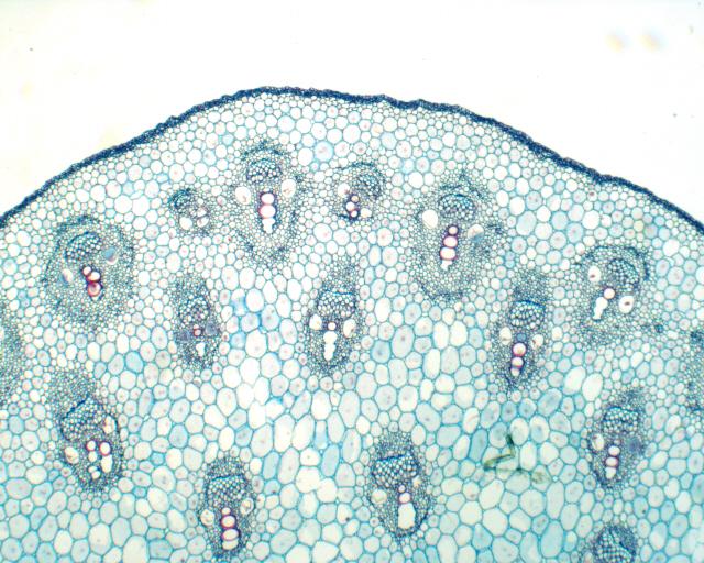 3. Monocotyledonstjälk, tvärsnitt (samma preparat som dikotledonstjälken) Monocot stem, transverse section I tvärsnittet av denna