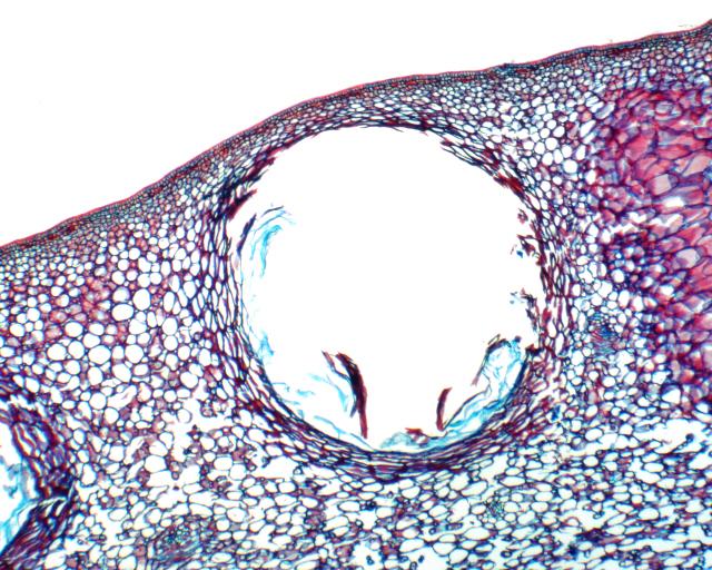 5. Oljeceller i tvärsnitt av pericarpium från Citrus-frukt Oil cells in transverse section of pericarpium of fruit from Citrus I tvärsnittet av fruktväggen, pericarpium, från denna Citrus-frukt kan