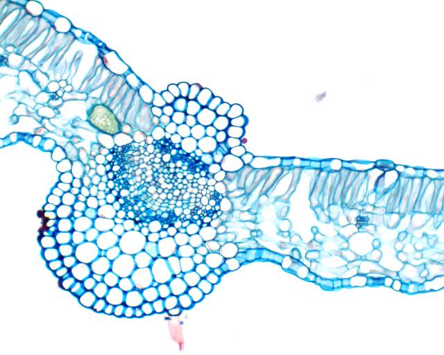 6. Tvärsnitt av Atropa-blad Cross-section of leaf from Atropa I tvärsnittet av detta blad från Atropa belladonna kan man se en tydlig kärlsträng, en s.k. bladnerv, med xylem och floem och kraftiga förstärkningar på ovan- och undersidan.