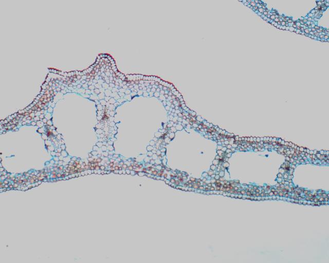 7. Tvärsnitt av blad från Galanthus, snödroppe, en monocotyledon Cross section of leaf from Galanthus, a monocotyledon I detta tvärsnitt av ett blad från