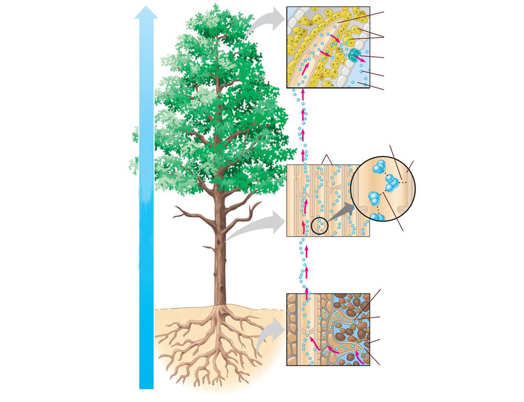 VÄXTFYSILGI VATTENTRANSPRT Vätska i xylem Luften på utsidan -100 MPa Mesofyllceller Stoma (klyvöppning) Vattenmolekyl Bladens luftrum -7,0 MPa Transpiration Stammens xylem, -0,8 MPa Gradient för