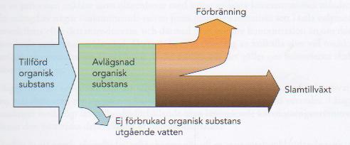 Den organiska substansens fördelning i en aktivslamprocess.