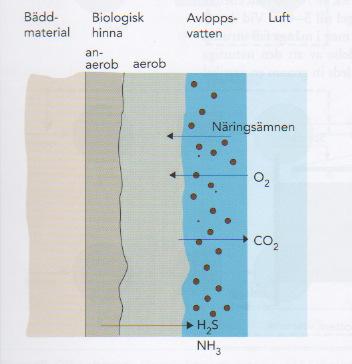 Transporten av näringsämnen, syre och sönderdelningsprodukter bygger på diffusion, vilket innebär att en molekyl rör sig från en högre koncentration till en lägre.