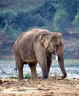 I Kaziranga finns den Asiatiska Vattenbuffeln med sina imponerande horn. Här finns också flera arter hjortar som den vackra Våtmarksbarasinghan och den lilla Svinhjorten.