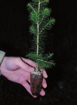 och närings upptag. Tplus-plantan passar på bördig mark med hård konkurrens från annan vegetation. Den har dessutom genom sin storlek bra motståndskraft mot snytbaggeangrepp.