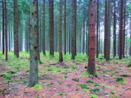 Dessa är sammansatta av s k plusträd som korsar sig med varandra. Frö från sådana plantager genererar plantor med bättre tillväxt än beståndsfrö samt bättre överlevnad.