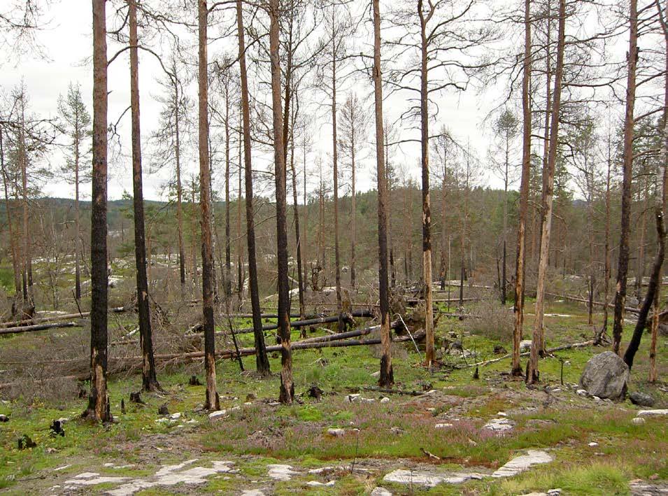 Insekter vid Bengtsvikens brandfält två år efter branden Dals Eds