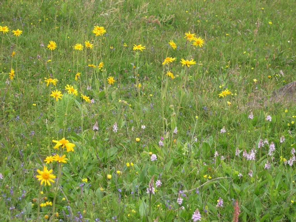 Vägkantens blommor Intill körvägen finns en hel del intressanta och näringskrävande växter som skogknipprot, bergjohannesört, skogsklocka, knagglestarr, backdunört, backskafting, backvicker,