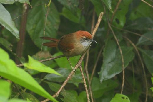 Vi kommer även besöka Senda Verde där vi får se en del av Bolivias fågel- och djurliv med bland annat apor, papegojor och andiska björnar.