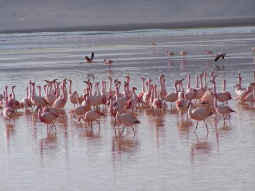 sydvästra hörnet av Bolivia. Turen tar oss med till fantastiska platser men som höjdpunkt är den vackra röda sjön Laguna Colorada med tusentals flamingos.