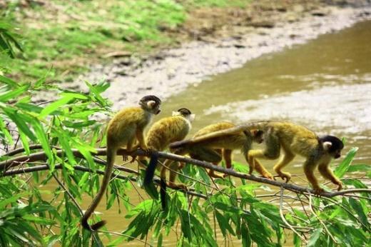 eftermiddagen. Boende i Rurrenabaque Frukost och middag Dag 18 - PAMPAS Vår Pampas tur avgår från Rurrenabaque på morgonen. Vi reser till Santa Rosa del Yacuma, ca 2,5 timmar bort.