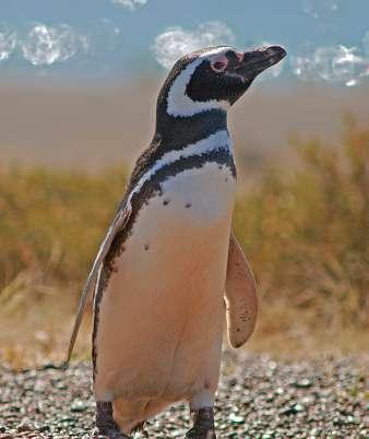 På eftermiddagen gör vi en tur ut på Beaglekanalen för att beskåda traktens pälssälar och sjölejon samt några representanter för fågellivet i den södra oceanen.